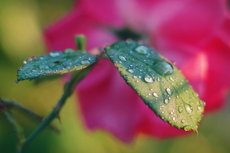 Water drops on a rose green leafの写真素材