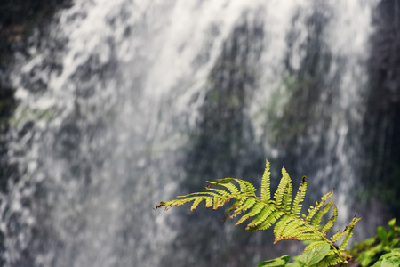 Fern leaf with blurry watefall background