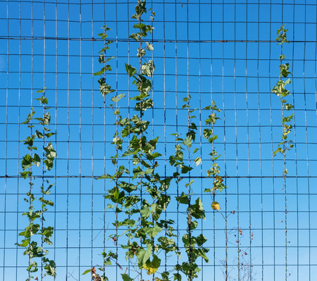 Ivy on the fence, blue sky background