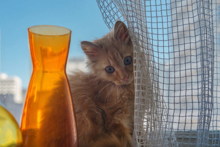 Cat on the window sill behind net curtain, selective focusの写真素材