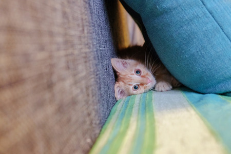 Red kitten playing and hiding between pillows, selective focusの写真素材