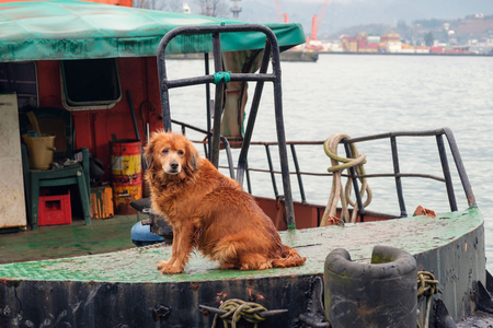 Brown dog is guarding tugboatの写真素材