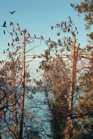 Group of cormorants on the top of the trees, blue sky and sea backgroundの写真素材