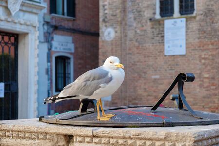 Seagull on the ancient stone column, brick wall blurryの写真素材
