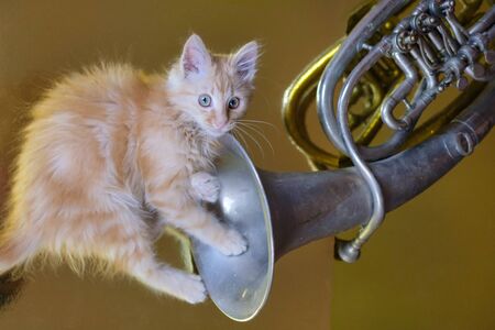 Ginger kitten playing with French horn on the goldenの写真素材