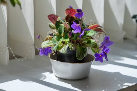 Potted violet flower on a windowsill
