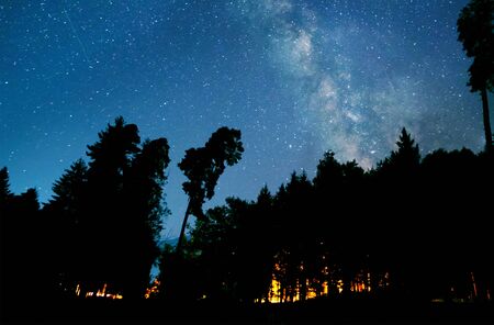 Fire in the pine tree forest with night sky backgroundの写真素材