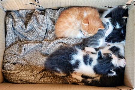 Four small color kittens sleep in a box