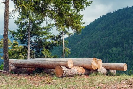  Cut and stacked spruce Logs in the forest 
