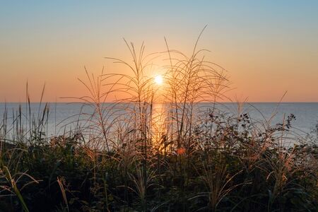 Beautiful sunset on the beach through the plantsの写真素材