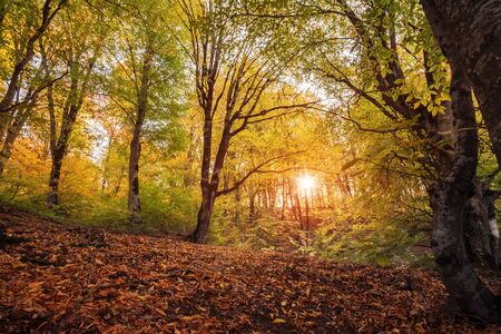 Autumn forest landscape, trees with yellowed foliage in October evening autumn parkの写真素材