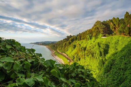 Beautiful scenic summer view of the coast covered by the green ivyの写真素材