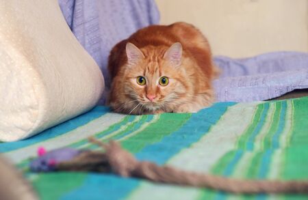 Ginger cat is hiding and getting ready to attack a rope, selective focusの写真素材