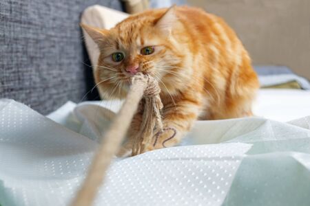 Ginger angry cat is pooling a ropeの写真素材