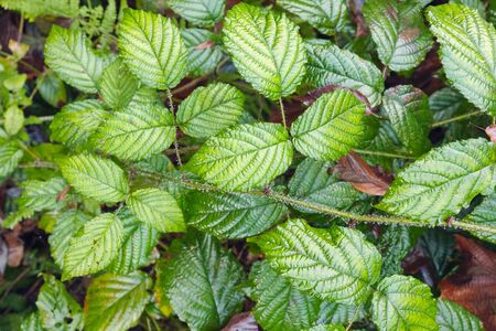 Close up nature background of green and yellow wet leaves