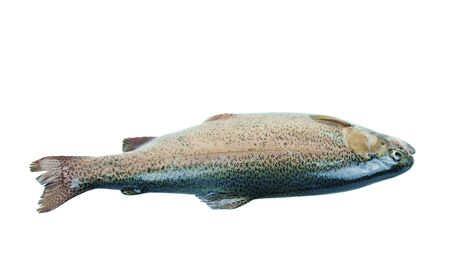 Raw rainbow trout fish isolated on white backgroundの写真素材