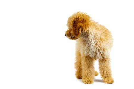 Beige poodle dog standing on a white backgroundの写真素材