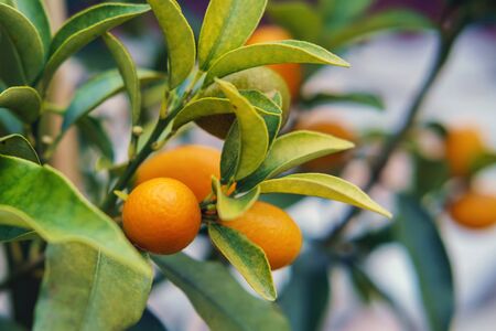 Branches of kumquat (Citrus Japonica) tree, green leaves background, selective focusの写真素材