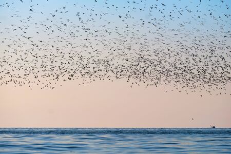 Flock of flying seagulls over the blue sea