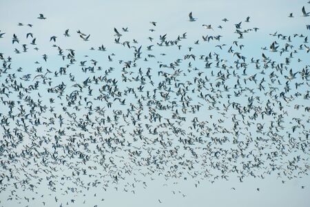 Flock of flying seagulls in the sky