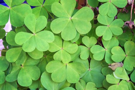 Green natural background with three-leaved shamrocksの写真素材