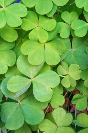 Green natural background with three-leaved shamrocksの写真素材