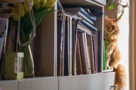 Red cat sitting on shelf with books, selective focus 