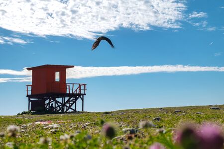 Bird flaying over the field with wooden lifeguard rescue tower with blue cloudy sky background