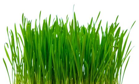 Green blades of grass isolated on the white backgroundの写真素材