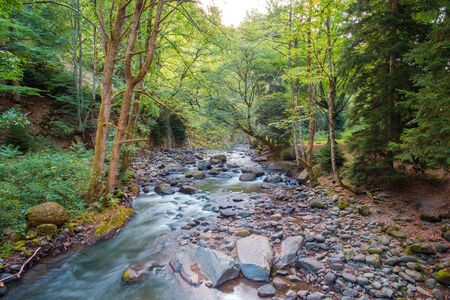 A wiew of the mountain fast river flowing through the forestの写真素材