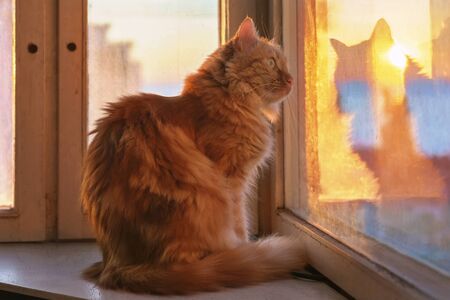 A ginger cat is sitting on the window sill and looking outside at the sunsetの写真素材