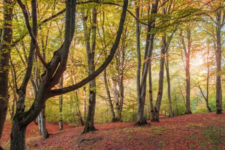 Autumn forest landscape, trees with colorful foliage in evening autumn parkの写真素材