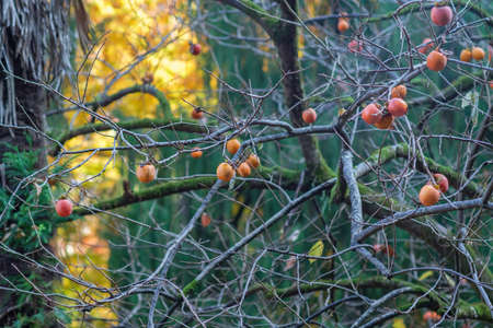 A branches of a persimmon tree with ripe persimmon fruit in autumn garden
