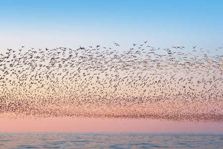 Flock of flying seagulls over the sea, sunset sky background