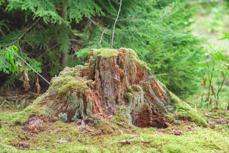 View of old tree stump covered with moss with a blurred forest backgroundの写真素材