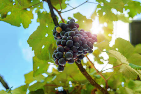 Single bunch of ripe red wine grapes hanging on a vine with green leaves, viev from belowの写真素材
