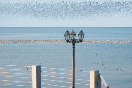 Vintage lamppost on the background of the sea and sky full of flock of seagulls, selective focusの写真素材