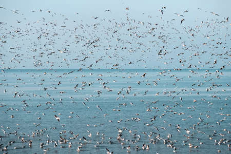 Flock of flying seagulls in the sky over the blue sea with floating seagulls