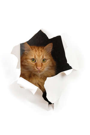 Ginger cat is looking through the ripped hole in white paperの写真素材