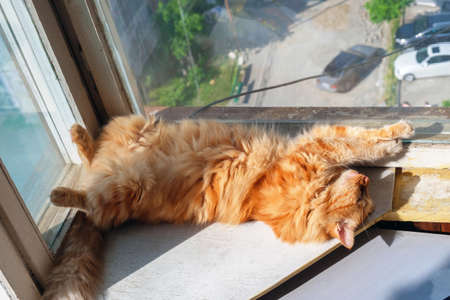 A tabby ginger cat is relaxing on the window sill with blurred street backgroundの写真素材