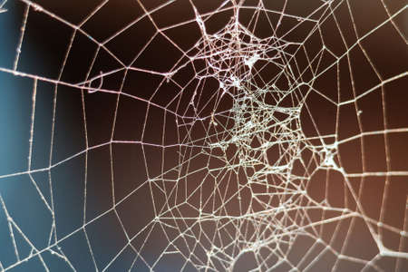 Tangled spider web or cobweb with blurred background
