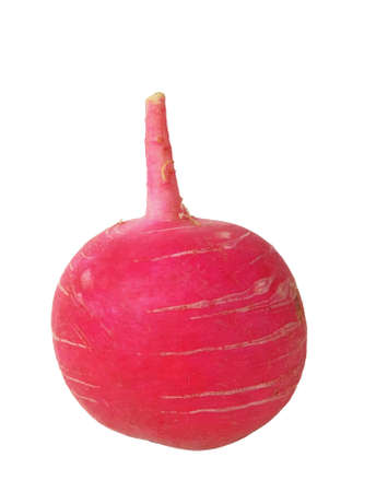 Red radish isolated on a white backgroundの写真素材