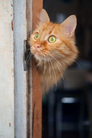 Red cat is going to walk outside and looking around from the door frameの写真素材