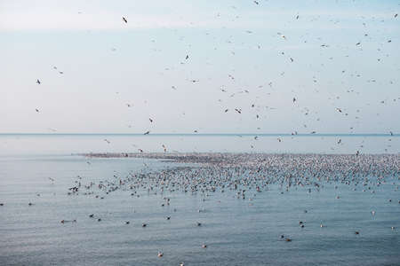 Flock of flying seagulls in the sky over the blue sea with floating seagullsの写真素材