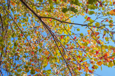 Autumn colorful trees branches on the background of blue sky in sunny autumn weather