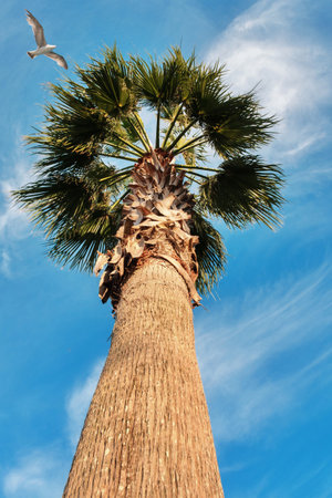 Blue sky and flaying seagull above the palm tree, view from the bottomの写真素材
