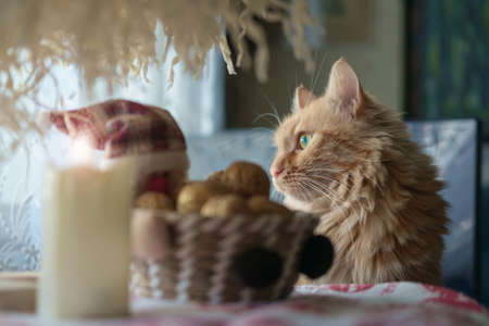 A ginger cat is sitting and looking through the window, selective focusの写真素材