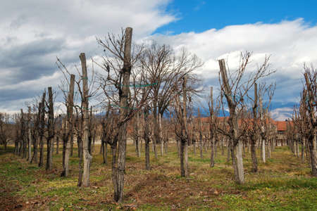 Leafless peach trees at the farmの写真素材