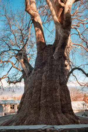Old large plane tree lit by sunlight on a blue sky backgroundの写真素材
