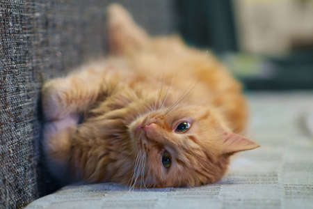 Ginger cat is playing on the sofa, selective focus